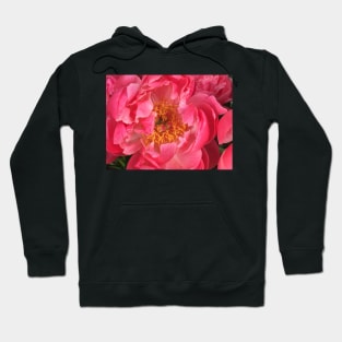 Coral Beauty - Peony Hoodie